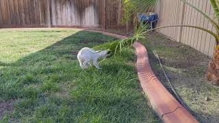 Mochi vs. tree