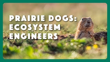 Prairie Dogs: Ecosystem Engineers