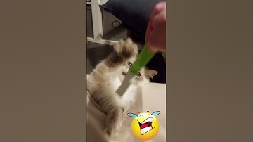 HELP! 🤣🐱 FUNNY RAGDOLL CAT ATTACKS ME AGAIN! | Funny Cat | #Shorts