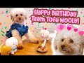 Woolys birt.ay celebrations  doggo birt.ay party  tofu cute tv