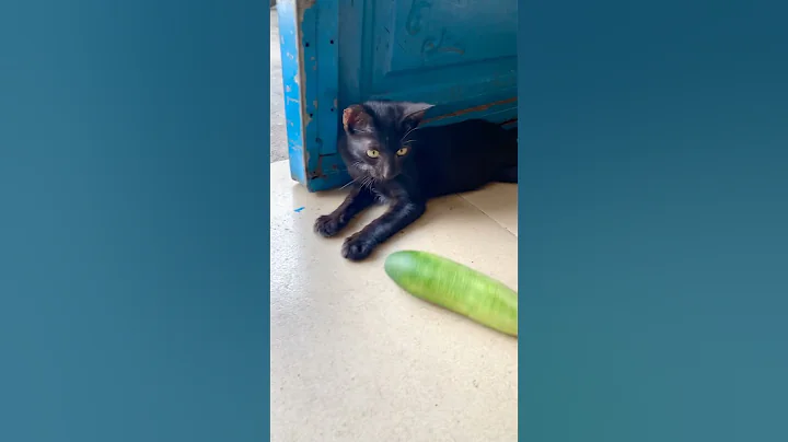 Watch the video about Cute black kitten scared by cucumber 😂#kitten #cat #funny #catlover #meowing #cute #shorts #pets