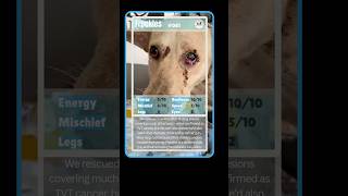 Meet Our Dogs #061 - Freckles | The Dog Who Was Shot Multiple Times