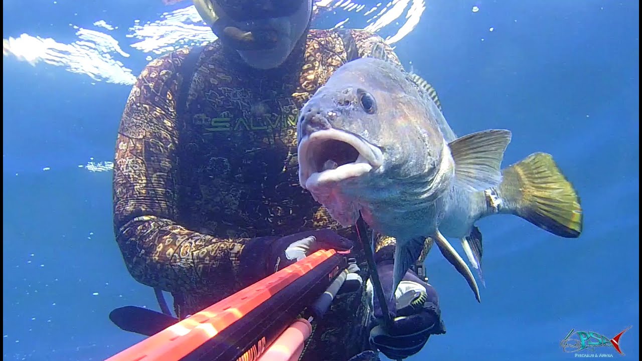 pescasub | CORVINA da 2.5 KG all'agguato con Tomahawk Salvimar