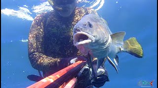 pescasub | CORVINA da 2.5 KG all'agguato con Tomahawk Salvimar