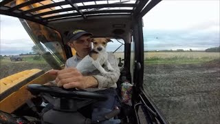 JCB loading muck