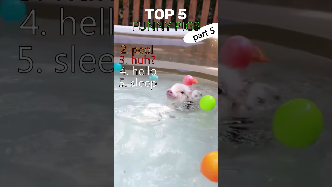TOP 5 FUNNY VIDEO WITH PIGS  