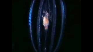 Ridge Racer - Galactic Life