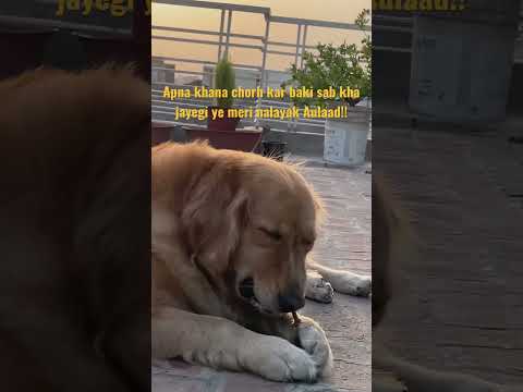 Meri nalayak Aulaad!!   #viral #dog #like #trending