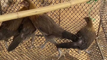 Nyob zoo ib tsoom phooj ywg Los peb saib qaib Ua ke nawb