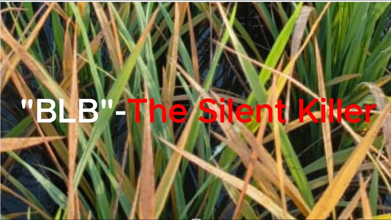 Bacterial Leaf Blight (BLB) - ধানৰ BLB ৰোগ