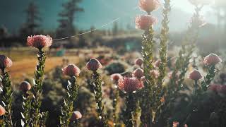 Whatsapp status video / sunset video / nature video / Nature view films screenshot 4