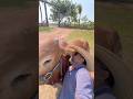 Com eles soberano e estrelinha #sertanejo #fazenda #viral #vrialshort #soberano