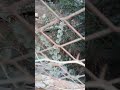شجرة سدر والأوراق خضراء في أحد أوراش البناء التعمير والسكن يزحف بوتيرة سريعة على الطبيعة شجرة سدر والأوراق خضراء في أحد أوراش البناء التعمير والسكن يزحف بوتيرة سريعة على الطبيعة
