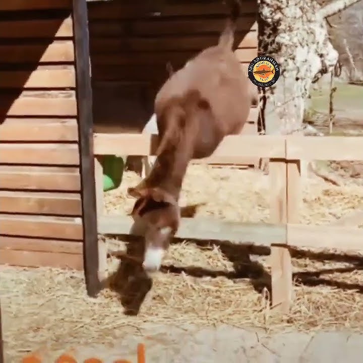 Who Said Donkey Is Dumb? #shorts