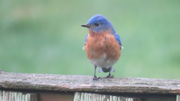 How to Optimize Bird Baths to Attract Bluebirds to Your Backyard - Narrated How-to Guide