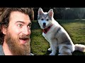 Reacting To Cute Puppy Videos