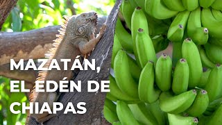 La tierra del plátano 🍌 y la iguana 🦎 en Chiapas - Mazatán, el edén del Soconusco.