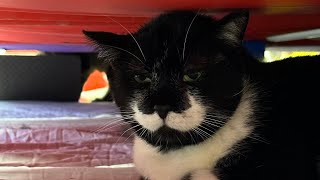 It’s A Mario Waiting For Hand Held Treats 😻😻🐾🐾