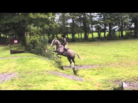 Video: Irish Hunter Horse Ras Hypoallergeen, Gezondheid En Levensduur