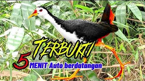 SUARA BURUNG RUAK-RUAK ASLI AMPUH SUARA JERNIH TERBUKTI LANGSUNG DATANG 