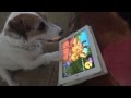 Dog Plays on IPad - Jesse the Jack's ABC Zoo App Release!
