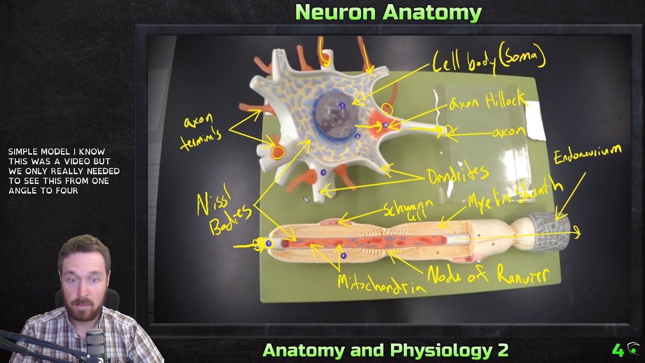 neuron model labeled