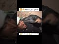  مايدي الجزائر سطيف باتنة عناية
