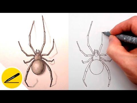 فيديو: كيفية رسم العنكبوت