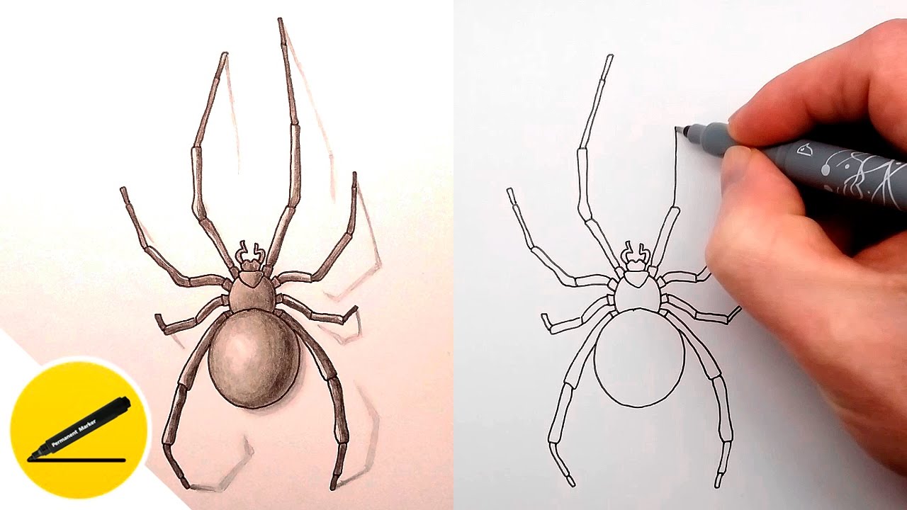 Spider Illustration, Vector & Photo (Free Trial) | Bigstock