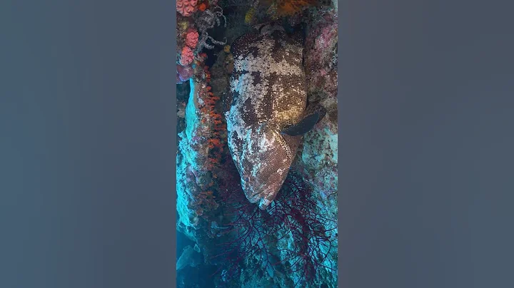 MASSIVE Grouper Steals My Fish (w/ @CaptainJackSpearo )