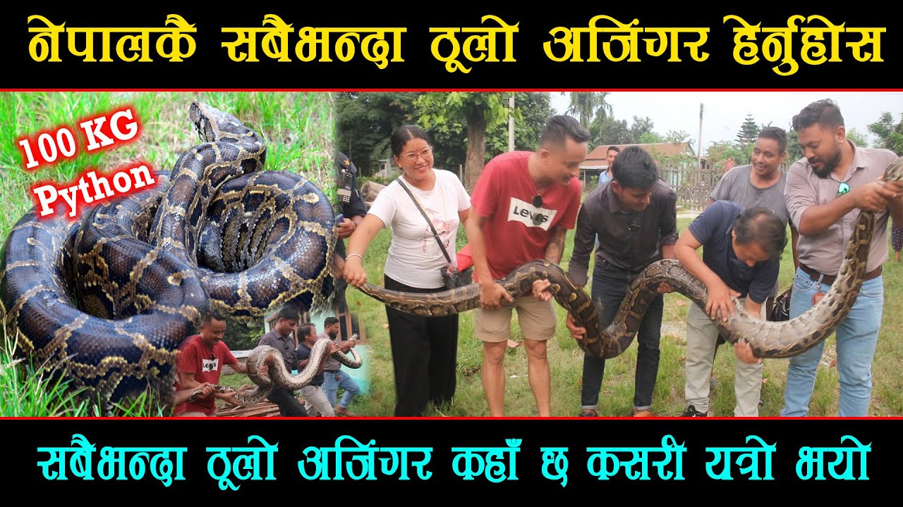 नेपालकै ठूलो अजिंगर मान्छे पुरै निल्न सक्ने देख्दा सातो नै जान्छ || The ...