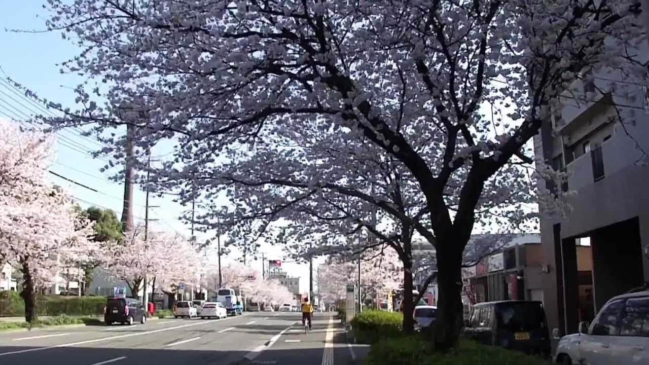 熊本 自衛隊 通り 熊本 自衛隊 通り