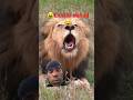 😆 lion ki dahad😅 #lion #animals #lionking #duet #haighlight #funny #love #memes #bigcat