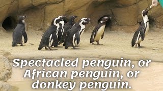 Spectacled penguin, or African penguin, or donkey penguin.