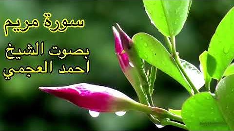 سورة مريم كاملة بدون اعلانات بصوت الشيخ احمد العجمي