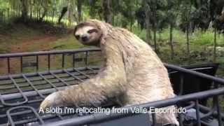 Adorable pregnant sloth sitting on car roof.