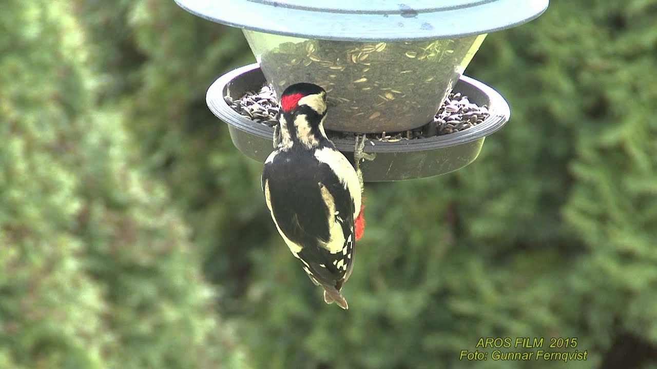 STÖRRE HACKSPETT  Great Spotted Woodpecker  (Dendrocopos major)  Klipp - 1646