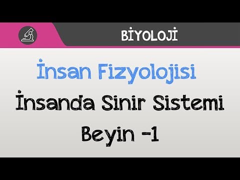 İnsan Fizyolojisi - İnsanda Sinir Sistemi - Beyin -1