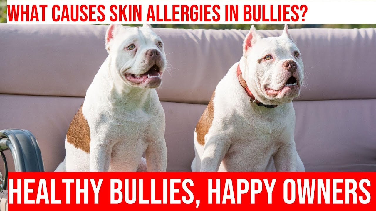 American Bullies: Understanding Skin Allergies & Irritations - YouTube