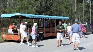Bears of the Outer Banks
