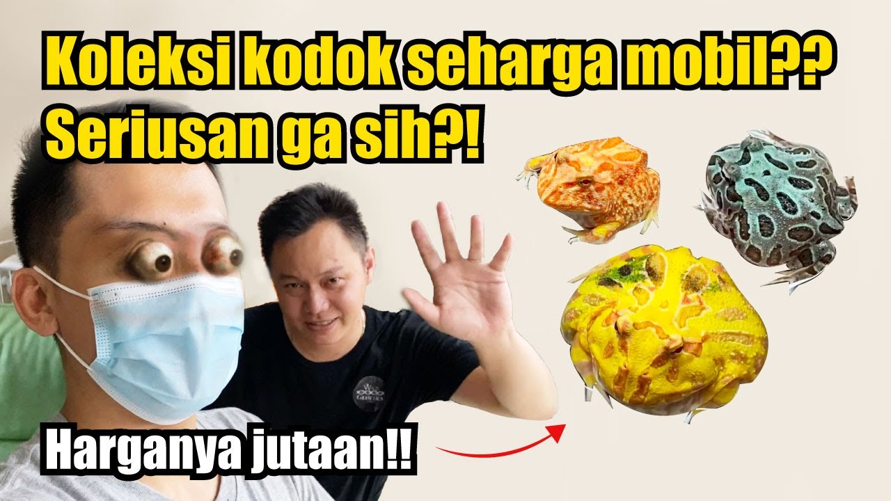 ORANG INI KOLEKSI PACMAN FROG SAMPE RATUSAN JUTA! GILA!