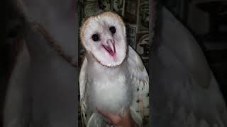 Las Llamadas De Aves Más Extrañas Que No Creerás Que Existen 😨