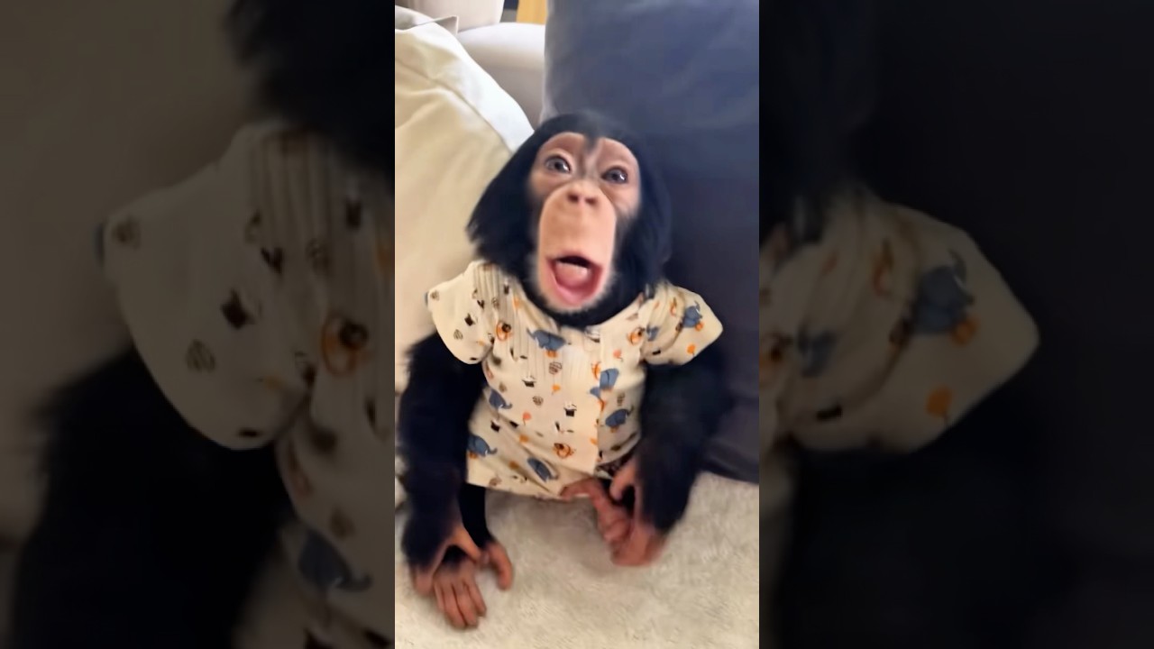 The chimpanzee is very clingy 