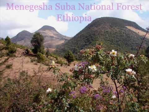 Menagesha Suba National Park Ethiopia Part 1