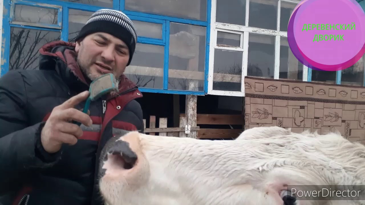 могут ли 🤔у стельной коровы быть кровавые выделения?# поломка доильного аппарата.