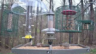 First Female RedWinged Blackbirds of 2024