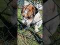#швеция #животные #собака #собаки #музыка #music #spring #animals #dog #nature #sweden #жизнь