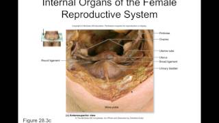 Chapter 28 Reproductive System Part1