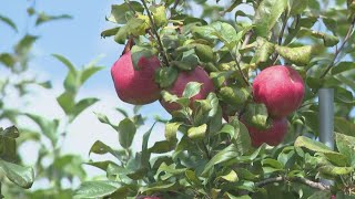 Apple farmers battle dry conditions to keep their orchards quenched