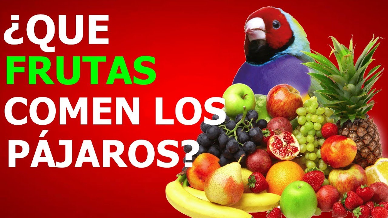 DEBES DAR ESTAS FRUTAS a tus PÁJAROS!! 🐦 FRUTAS PARA PÁJAROS - YouTube